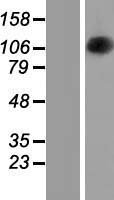 OPA1 Protein - Western validation with an anti-DDK antibody * L: Control HEK293 lysate R: Over-expression lysate