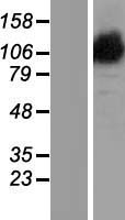 OPA1 Protein - Western validation with an anti-DDK antibody * L: Control HEK293 lysate R: Over-expression lysate