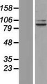 OPA1 Protein - Western validation with an anti-DDK antibody * L: Control HEK293 lysate R: Over-expression lysate