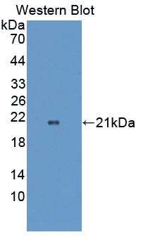 OPA3 Antibody - Western Blot; Sample: Recombinant protein.