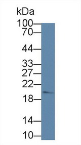 OPA3 Antibody - Western Blot; Sample: Human Jurkat cell lysate; Primary Ab: 1µg/ml Rabbit Anti-Human OPA3 Antibody Second Ab: 0.2µg/mL HRP-Linked Caprine Anti-Rabbit IgG Polyclonal Antibody