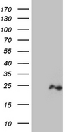 OPA3 Antibody - HEK293T cells were transfected with the pCMV6-ENTRY control. (Left lane) or pCMV6-ENTRY OPA3. (Right lane) cDNA for 48 hrs and lysed. Equivalent amounts of cell lysates. (5 ug per lane) were separated by SDS-PAGE and immunoblotted with anti-OPA3. (1:2000)
