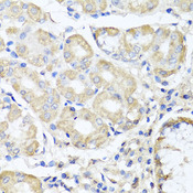 OPA3 Antibody - Immunohistochemistry of paraffin-embedded human stomach tissue.