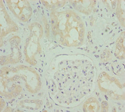 OPA3 Antibody - Immunohistochemistry of paraffin-embedded human kidney tissue at dilution 1:100