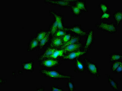 OPA3 Antibody - Immunofluorescent analysis of Hela cells diluted at 1:100 and Alexa Fluor 488-congugated AffiniPure Goat Anti-Rabbit IgG(H+L)