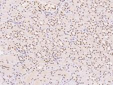 OPA3 Antibody - Immunochemical staining of human OPA3 in human kidney with rabbit polyclonal antibody at 1:500 dilution, formalin-fixed paraffin embedded sections.