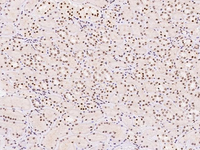 OPA3 Antibody - Immunochemical staining of human OPA3 in human kidney with rabbit polyclonal antibody at 1:500 dilution, formalin-fixed paraffin embedded sections.