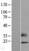 OPALIN / TMEM10 Protein - Western validation with an anti-DDK antibody * L: Control HEK293 lysate R: Over-expression lysate