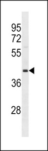 OPCML / OBCAM Antibody - OPCML Antibody western blot of 293 cell line lysates (35 ug/lane). The OPCML antibody detected the OPCML protein (arrow).