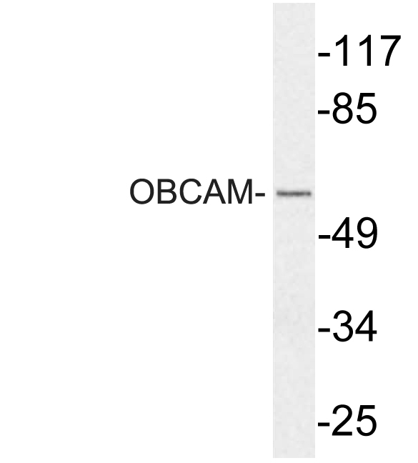 OPCML / OBCAM Antibody - Western blot of OBCAM (E201) pAb in extracts from COS7 cells.