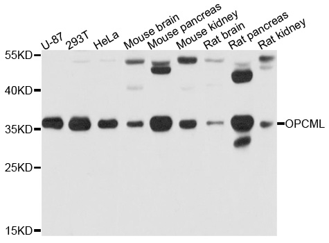 OPCML / OBCAM Antibody - Western blot analysis of extract of various cells.