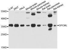 OPCML / OBCAM Antibody - Western blot analysis of extract of various cells.