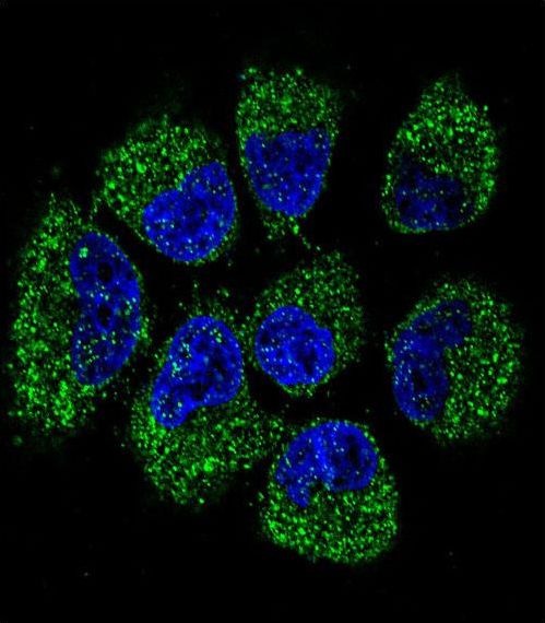 OPG / Osteoprotegerin Antibody - Confocal immunofluorescence of TNFRSF11B Antibody with NCI-H460 cell followed by Alexa Fluor 488-conjugated goat anti-rabbit lgG (green). DAPI was used to stain the cell nuclear (blue).