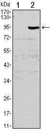 OPG / Osteoprotegerin Antibody - Western blot using TNFRSF11B monoclonal antibody against HEK293 (1) and TNFRSF11B(AA: 22-401)-hIgGFc transfected HEK293 (2) cell lysate.
