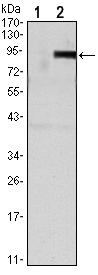 OPG / Osteoprotegerin Antibody - Western blot using TNFRSF11B monoclonal antibody against HEK293 (1) and TNFRSF11B(AA: 22-401)-hIgGFc transfected HEK293 (2) cell lysate.