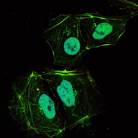 OPG / Osteoprotegerin Antibody - Immunofluorescence of HL-60 cells using TNFRSF11B mouse monoclonal antibody (green). Blue: DRAQ5 fluorescent DNA dye.