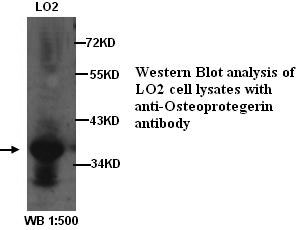 OPG / Osteoprotegerin Antibody