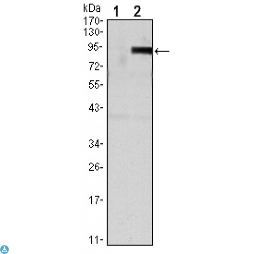 OPG / Osteoprotegerin Antibody - Western Blot (WB) analysis using OPG Monoclonal Antibody against HEK293 (1) and TNFRSF11B-hIgGFc transfected HEK293 (2) cell lysate.