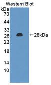 OPHN1 Antibody - Western Blot; Sample: Recombinant protein.