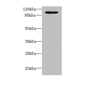 OPHN1 Antibody - Western blot All Lanes: OPHN1antibody at 1.87ug/ml+ A549 whole cell lysate Goat polyclonal to rabbit at 1/10000 dilution Predicted band size: 92,37 kDa Observed band size: 92 kDa