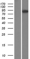 OPHN1 Protein - Western validation with an anti-DDK antibody * L: Control HEK293 lysate R: Over-expression lysate