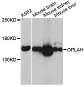 OPLAH Antibody - Western blot analysis of extracts of various cell lines, using OPLAH antibody at 1:3000 dilution. The secondary antibody used was an HRP Goat Anti-Rabbit IgG (H+L) at 1:10000 dilution. Lysates were loaded 25ug per lane and 3% nonfat dry milk in TBST was used for blocking. An ECL Kit was used for detection and the exposure time was 1s.