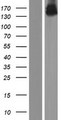 OPLAH Protein - Western validation with an anti-DDK antibody * L: Control HEK293 lysate R: Over-expression lysate
