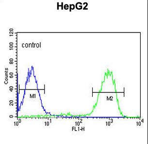 OPN1MW / GCP Antibody - OPN1MW Antibody flow cytometry of HepG2 K10cells (right histogram) compared to a negative control cell (left histogram). FITC-conjugated goat-anti-rabbit secondary antibodies were used for the analysis.