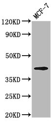 OPN1MW / GCP Antibody - Western Blot Positive WB detected in: MCF-7 whole cell lysate All Lanes: OPN1MW antibody at 3.2µg/ml Secondary Goat polyclonal to rabbit IgG at 1/50000 dilution Predicted band size: 41 KDa Observed band size: 41 KDa