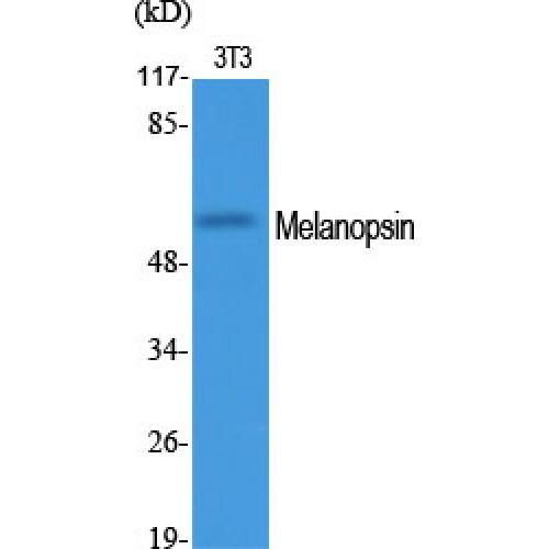 OPN4 / Melanopsin Antibody - Western blot of Melanopsin antibody