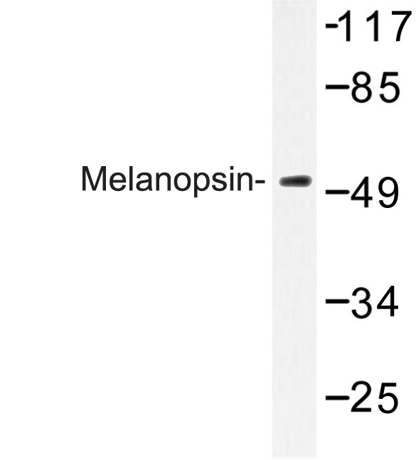 OPN4 / Melanopsin Antibody - Western blot of Melanopsin (L470) pAb in extracts from COLO cells.