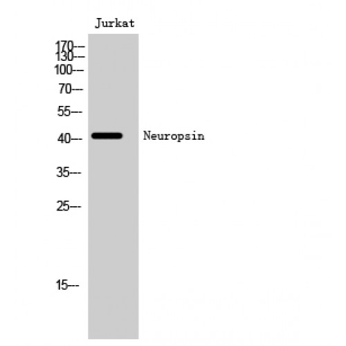 OPN5 / Neuropsin Antibody - Western blot of Neuropsin antibody