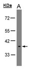 OPN5 / Neuropsin Antibody - Sample (30 ug of whole cell lysate). A: HeLa S3 . 10% SDS PAGE. OPN5 antibody diluted at 1:1000
