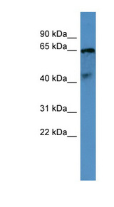 OPN5 / Neuropsin Antibody - OPN5 antibody Western blot of Fetal Brain lysate.  This image was taken for the unconjugated form of this product. Other forms have not been tested.