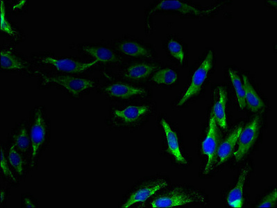 OPN5 / Neuropsin Antibody - Immunofluorescent analysis of Hela cells using OPN5 Antibody at dilution of 1:100 and Alexa Fluor 488-congugated AffiniPure Goat Anti-Rabbit IgG(H+L)