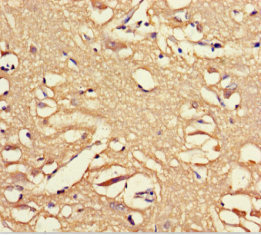 OPN5 / Neuropsin Antibody - Immunohistochemistry of paraffin-embedded human brain tissue using OPN5 Antibody at dilution of 1:100
