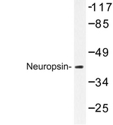 OPN5 / Neuropsin Antibody - Western blot of Neuropsin (Q286) pAb in extracts from Jurkat cells.