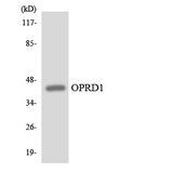 OPRD1 / Delta Opioid Receptor Antibody - Western blot analysis of the lysates from HT-29 cells using OPRD1 antibody.