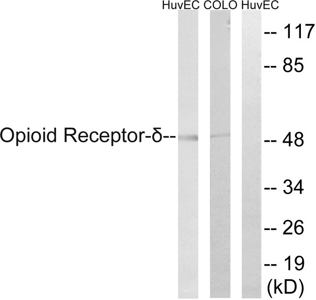 OPRD1 / Delta Opioid Receptor Antibody - Western blot analysis of lysates from HUVEC and COLO205 cells, using Opioid Receptor-delta Antibody. The lane on the right is blocked with the synthesized peptide.