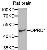 OPRD1 / Delta Opioid Receptor Antibody - Western blot analysis of extracts of rat brain cells.