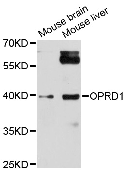 OPRD1 / Delta Opioid Receptor Antibody - Western blot analysis of extracts of various cell lines, using OPRD1 antibody at 1:1000 dilution. The secondary antibody used was an HRP Goat Anti-Rabbit IgG (H+L) at 1:10000 dilution. Lysates were loaded 25ug per lane and 3% nonfat dry milk in TBST was used for blocking. An ECL Kit was used for detection and the exposure time was 30s.
