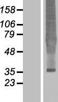 OPRD1 / Delta Opioid Receptor Protein - Western validation with an anti-DDK antibody * L: Control HEK293 lysate R: Over-expression lysate