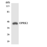 OPRK1 / Kappa Opioid Receptor Antibody - Western blot analysis of the lysates from HeLa cells using OPRK1 antibody.