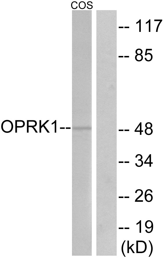 OPRK1 / Kappa Opioid Receptor Antibody - Western blot analysis of lysates from COS7 cells, using OPRK1 Antibody. The lane on the right is blocked with the synthesized peptide.