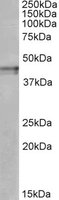 OPRK1 / Kappa Opioid Receptor Antibody - OPRK1 antibody (1 ug/ml) staining of Human Cerebral Cortex lysate (35 ug protein/ml in RIPA buffer). Primary incubation was 1 hour. Detected by chemiluminescence.