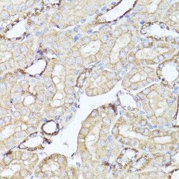 OPRK1 / Kappa Opioid Receptor Antibody - Immunohistochemistry of paraffin-embedded mouse kidney using OPRK1 antibody at dilution of 1:100 (40x lens).