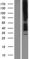 OPRK1 / Kappa Opioid Receptor Protein - Western validation with an anti-DDK antibody * L: Control HEK293 lysate R: Over-expression lysate