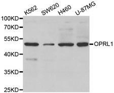 OPRL1 / ORL1 Antibody - Western blot analysis of extracts of various cell lines, using OPRL1 antibody.