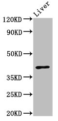 OPRL1 / ORL1 Antibody - Positive Western Blot detected in Mouse liver tissue. All lanes: OPRL1 antibody at 3 µg/ml Secondary Goat polyclonal to rabbit IgG at 1/50000 dilution. Predicted band size: 41 KDa. Observed band size: 41 KDa