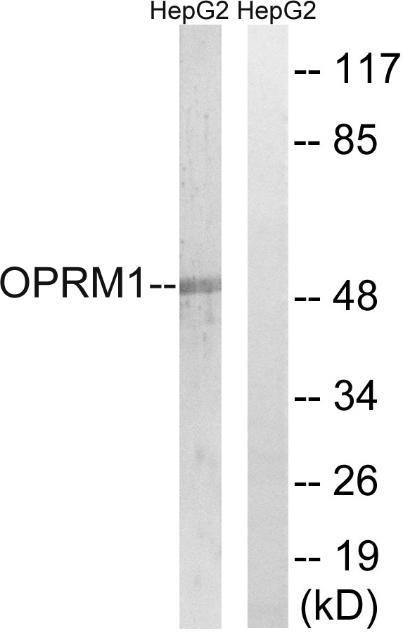 OPRM1 / Mu Opioid Receptor Antibody - Western blot analysis of lysates from HepG2 cells, using OPRM1 Antibody. The lane on the right is blocked with the synthesized peptide.